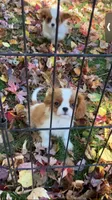 Sadie PENDING , a female Cavalier King Charles Spaniel for sale in St. Paul, MN – 5 of 6