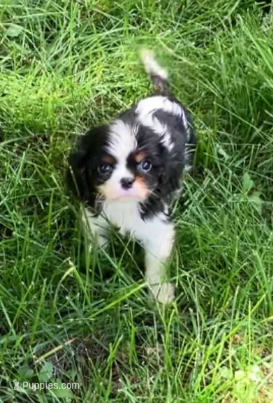 Jimmy – Cavalier King Charles Spaniel puppy for sale in St. Paul, MN