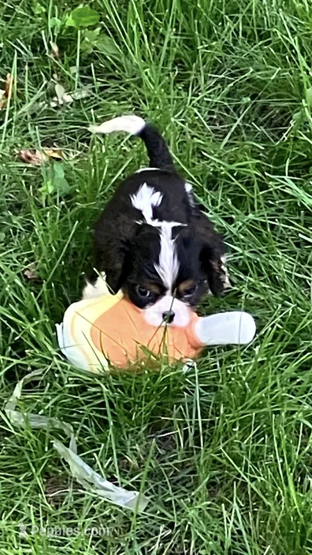 Nemo – Cavalier King Charles Spaniel puppy for sale in St. Paul, MN
