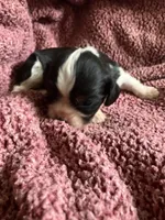 Nemo, a male Cavalier King Charles Spaniel for sale in St. Paul, MN – 5 of 5