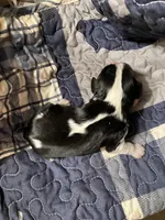 Nemo, a male Cavalier King Charles Spaniel for sale in St. Paul, MN – Photo 1 of 2