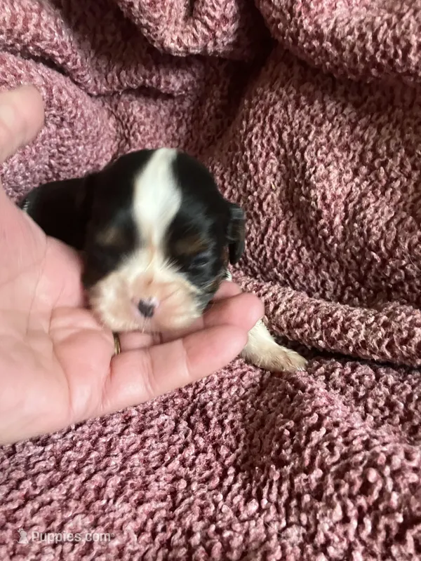 Nemo – Cavalier King Charles Spaniel puppy for sale in St. Paul, MN
