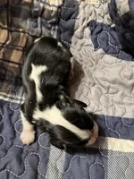 Nemo, a male Cavalier King Charles Spaniel for sale in St. Paul, MN – Photo 2 of 2