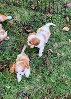 Sadie, a female Cavalier King Charles Spaniel for sale in St. Paul, MN – 3 of 4