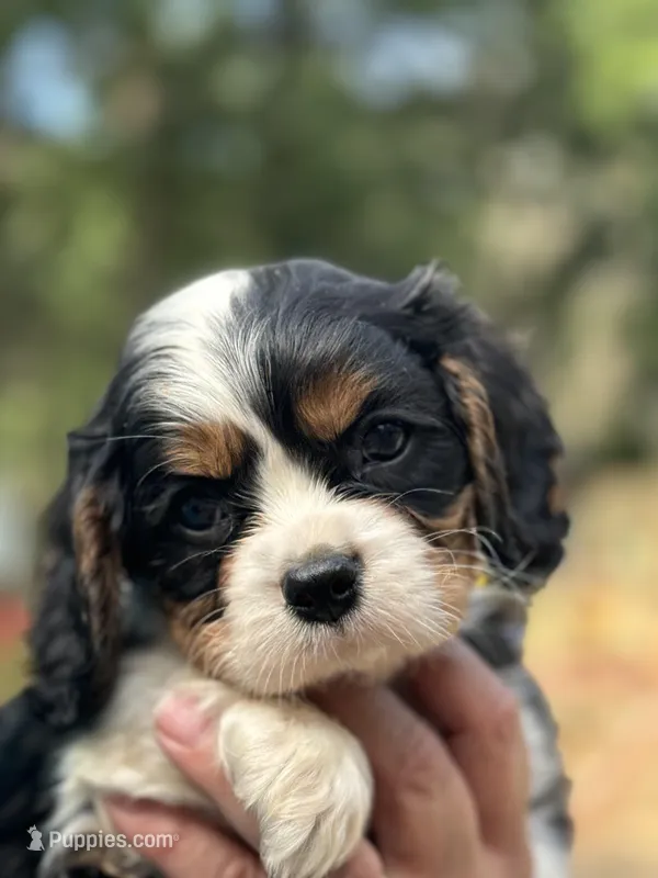 Babies, a female Cavalier King Charles Spaniel for sale in Carbonado, WA – Photo 1 of 6