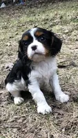 Babies, a female Cavalier King Charles Spaniel for sale in Carbonado, WA – Photo 6 of 6