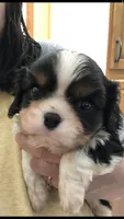 Babies, a female Cavalier King Charles Spaniel for sale in Carbonado, WA – Photo 4 of 6