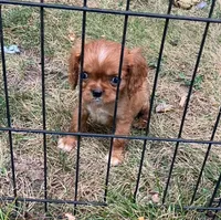Red carries black choc, a male Cavalier King Charles Spaniel for sale in St. Paul, MN – 1 of 2