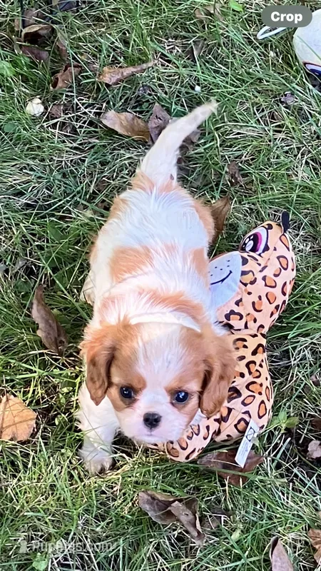 Sofie – Cavalier King Charles Spaniel puppy for sale in St. Paul, MN