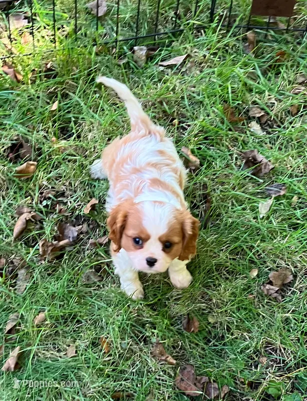 Tommy – Cavalier King Charles Spaniel puppy for sale in St. Paul, MN