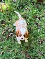 Tommy, a male Cavalier King Charles Spaniel for sale in St. Paul, MN – 1 of 2