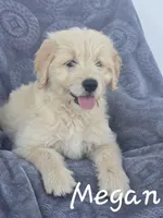 Megan, a female Golden Retriever and Bernedoodle for sale in New Holland, PA – 1 of 1
