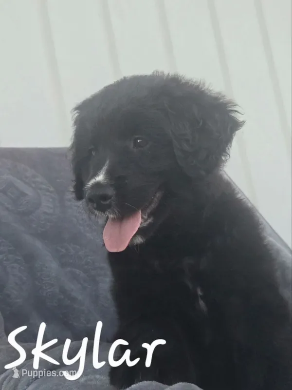 Skylar – Golden Retriever, Bernedoodle puppy on hold in New Holland, PA