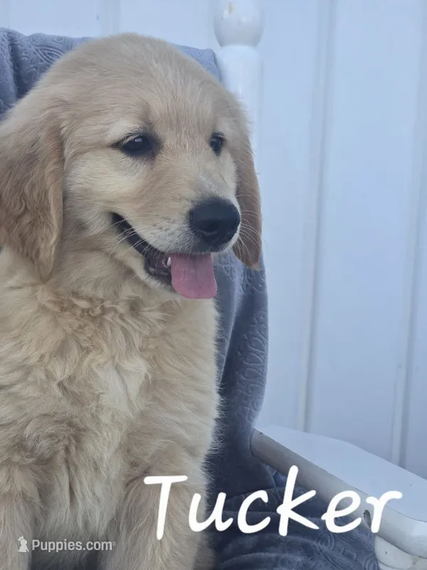 Tucker – Golden Retriever, Bernedoodle puppy for sale in New Holland, PA