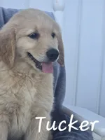 Tucker, a male Golden Retriever and Bernedoodle for sale in New Holland, PA – 1 of 1