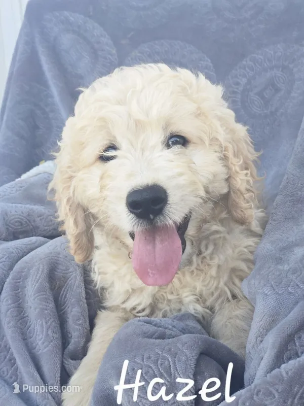 Hazel – Golden Retriever puppy for sale in New Holland, PA