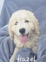 Hazel, a female Golden Retriever for sale in New Holland, PA – 1 of 1