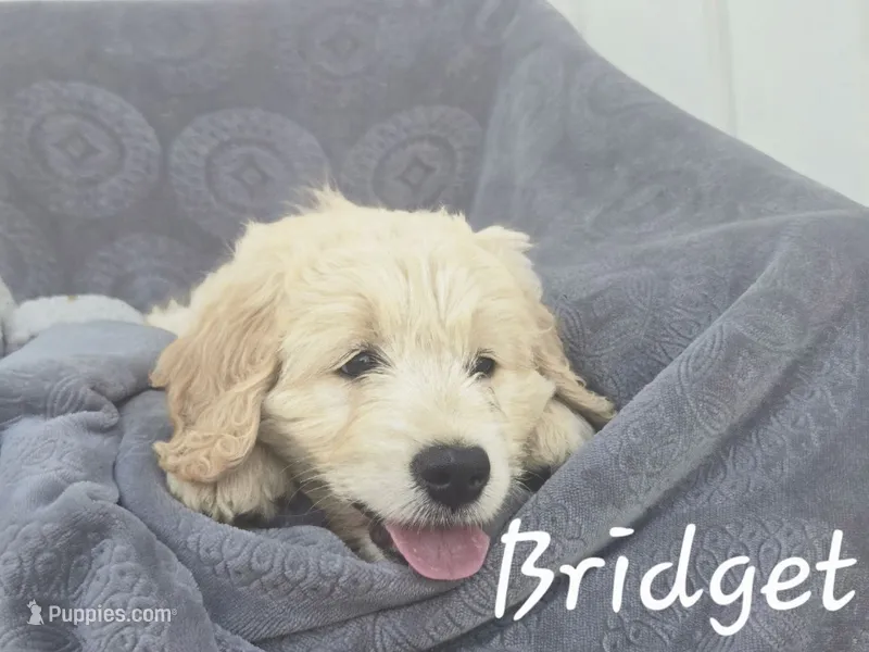 Bridget  – Golden Retriever, Bernedoodle puppy for sale in New Holland, PA