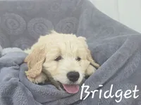 Bridget , a female Golden Retriever and Bernedoodle for sale in New Holland, PA – 1 of 1