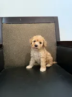 Coco, a female Maltipoo for sale in Moreno Valley, CA – 2 of 2