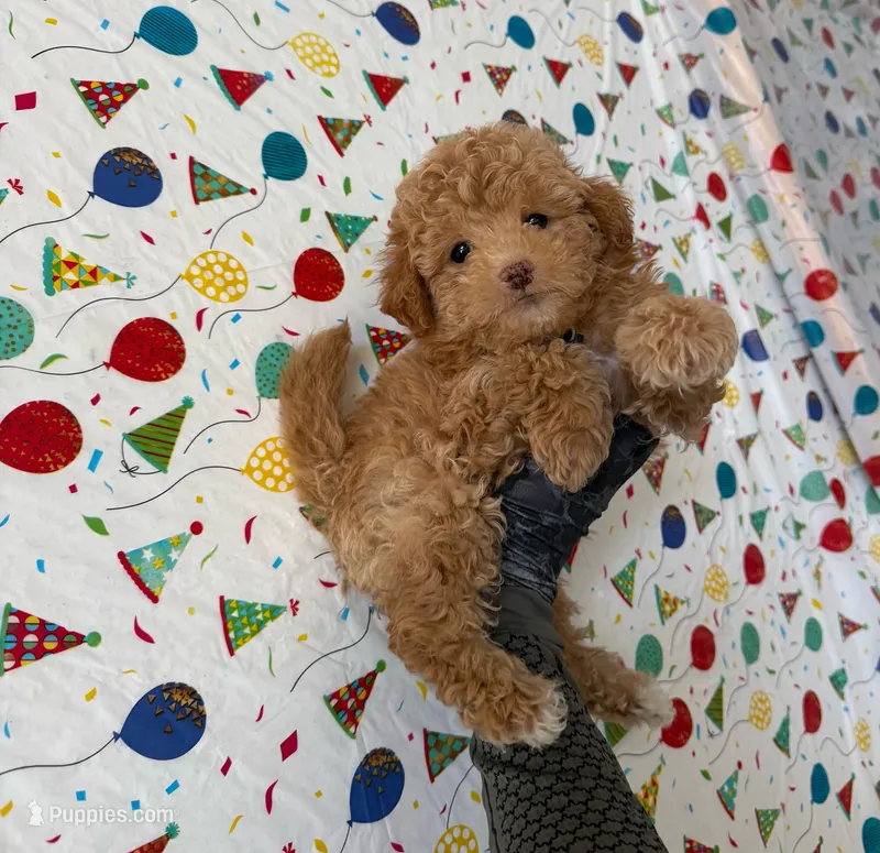 Moon  – Maltipoo puppy for sale in Santa Ana, CA