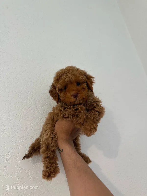Rex  – Maltipoo puppy for sale in Los Angeles, CA