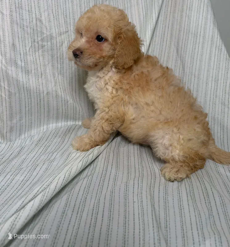 Tobii – Maltipoo puppy for sale in Los Angeles, CA