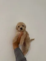 Coco, a female Maltipoo for sale in Los Angeles, CA – 2 of 2