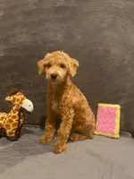Rex, a male Maltipoo for sale in Los Angeles, CA – 1 of 1