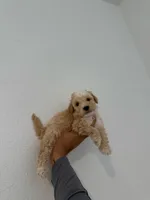 Teddy, a female Maltipoo for sale in Los Angeles, CA – 1 of 1