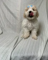 Chanel , a female Maltipoo for sale in Los Angeles, CA – 3 of 3