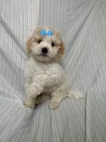 Chanel , a female Maltipoo for sale in Los Angeles, CA – 2 of 3