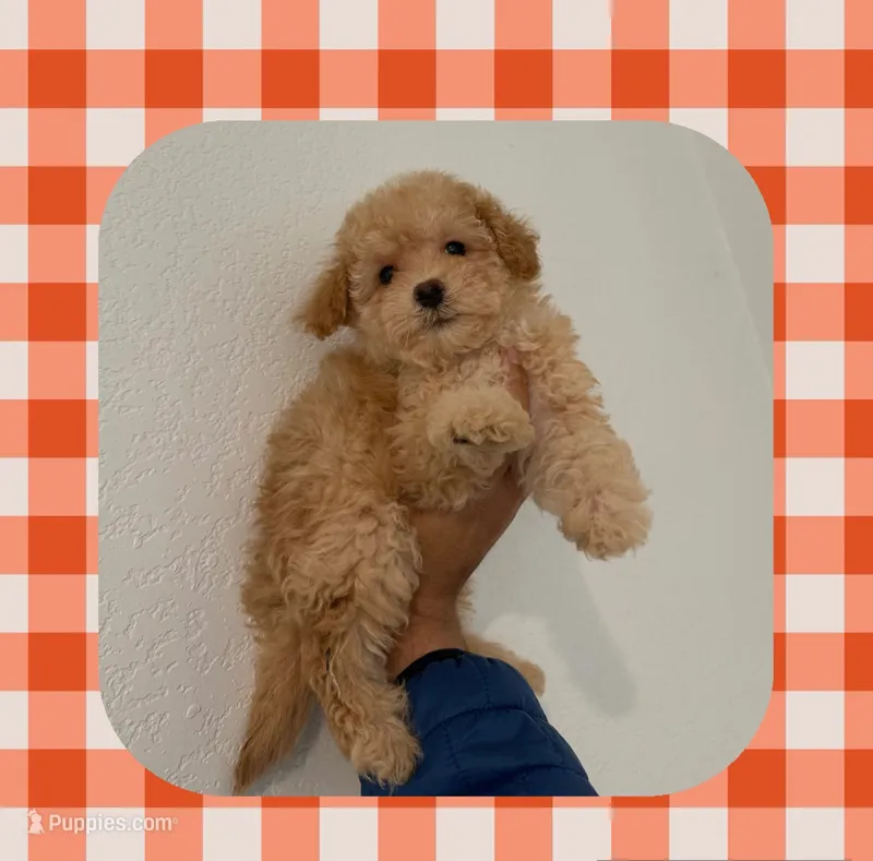 Max – Maltipoo puppy for sale in Corona, CA