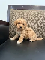 Roxy , a female Maltipoo for sale in Moreno Valley, CA – 2 of 3