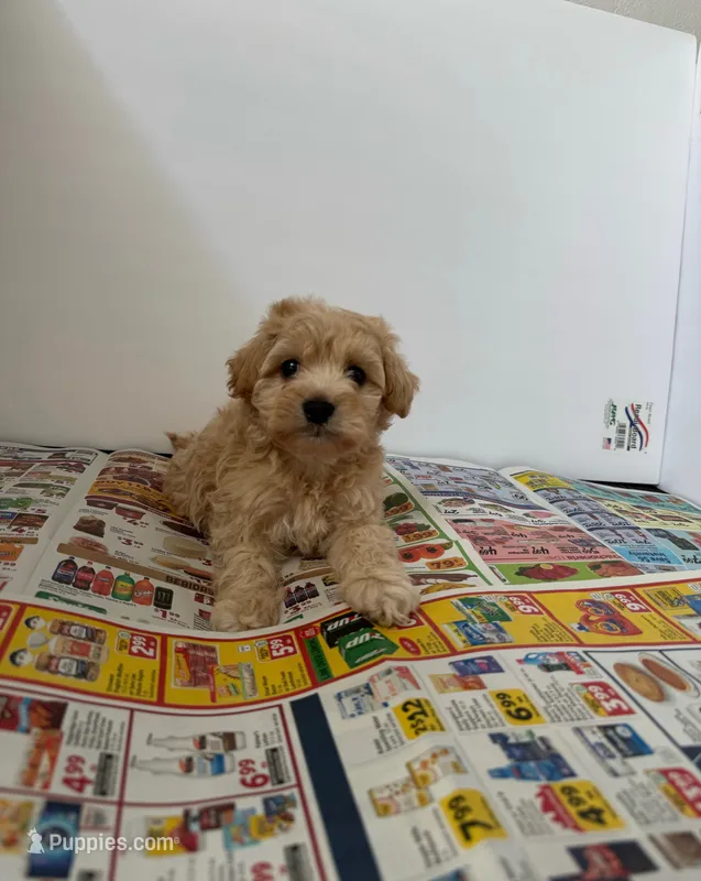 Milo – Maltipoo puppy for sale in Los Angeles, CA