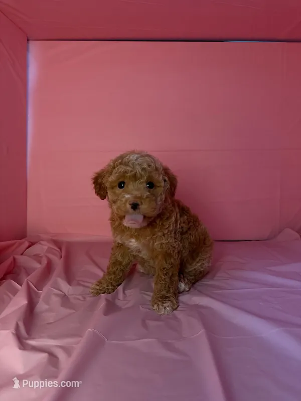 Star  – Maltipoo puppy for sale in Santa Ana, CA