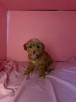 Star , a female Maltipoo for sale in Santa Ana, CA – 2 of 2