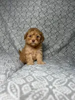 Cookie , a female Maltipoo for sale in Los Angeles, CA – 2 of 2