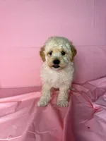 Sunny , a female Maltipoo for sale in Santa Ana, CA – 2 of 2