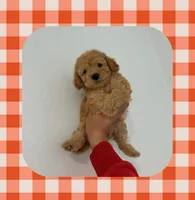 Max, a male Maltipoo for sale in Corona, CA – 1 of 1