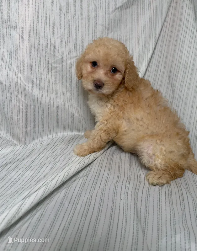 Tobi  – Maltipoo puppy for sale in Los Angeles, CA