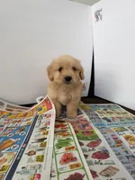 Toto, a male Maltipoo for sale in Los Angeles, CA – 2 of 2