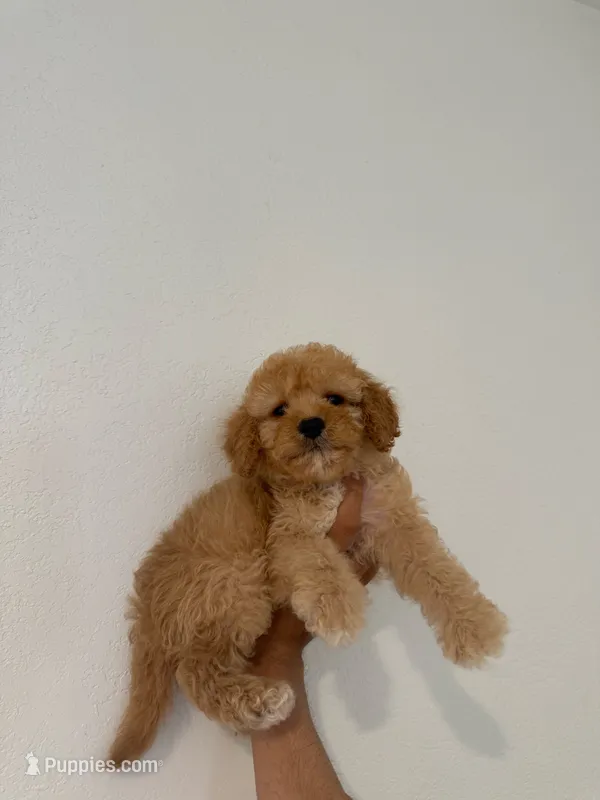 Milo – Maltipoo puppy for sale in Orange, CA