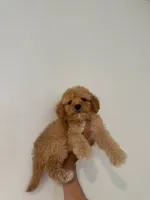 Milo, a male Maltipoo for sale in Los Angeles, CA – 1 of 1