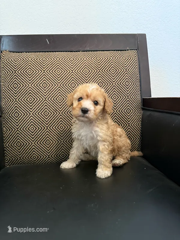 Coco – Maltipoo puppy for sale in Moreno Valley, CA