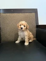 Coco, a female Maltipoo for sale in Moreno Valley, CA – 1 of 2
