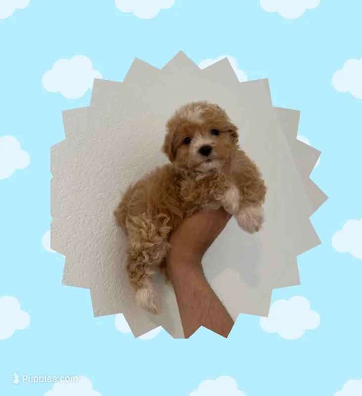 Teddy – Maltipoo puppy for sale in Corona, CA