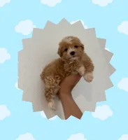 Teddy, a male Maltipoo for sale in Corona, CA – 1 of 1