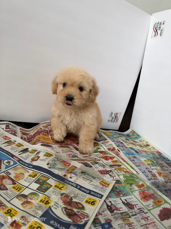 Max  – Maltipoo puppy for sale in Los Angeles, CA