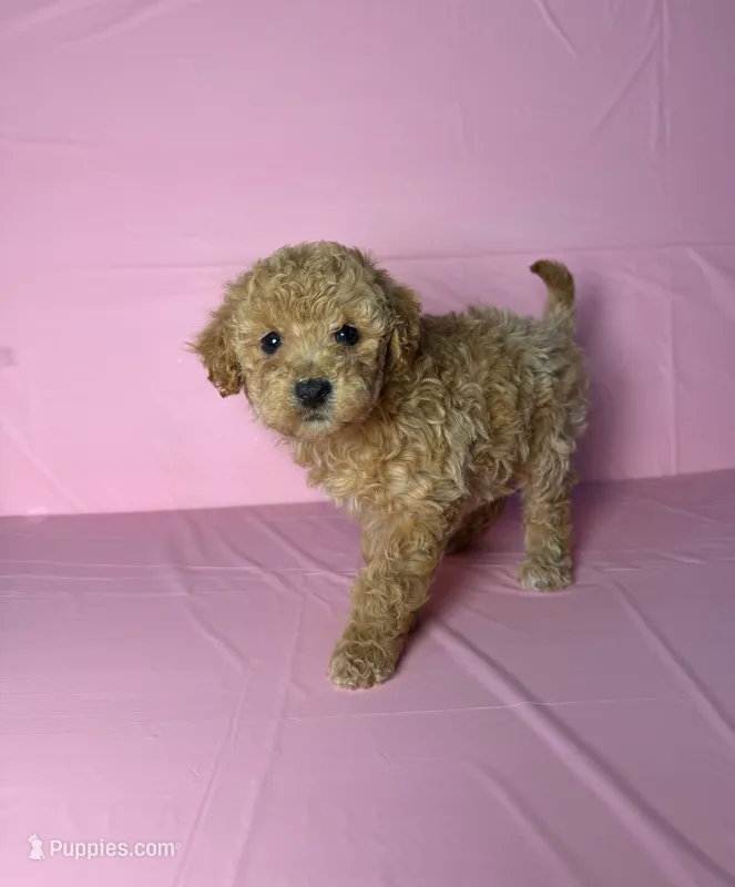 Coco – Maltipoo puppy for sale in Santa Ana, CA